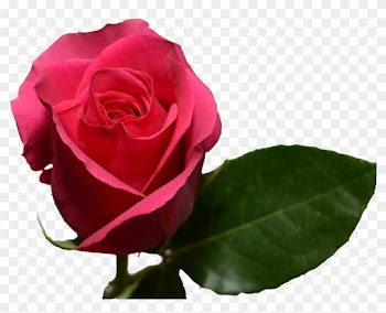 Pink Floyd - Rose