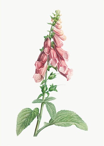 Pink Foxgloves flowers | Free stock vector - 573926