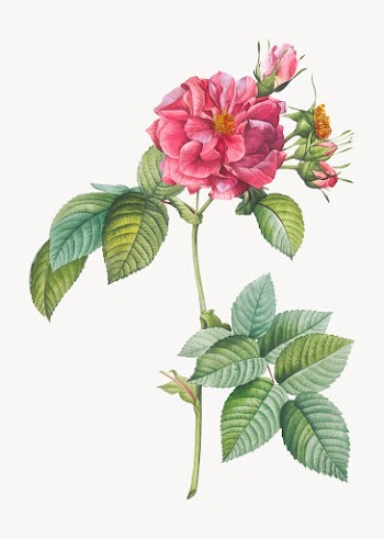Pink francfort rose | Free stock vector - 574357