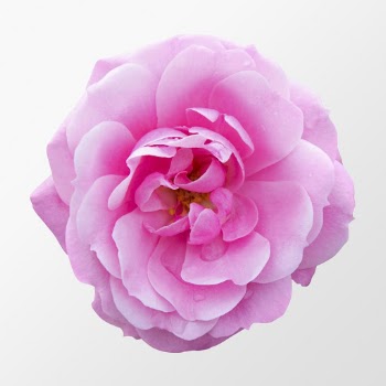Pink garden rose, flower collage | Free PSD - rawpixel