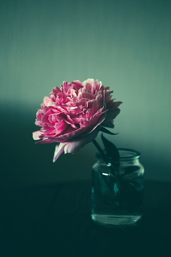 Pink Garden Rose in Clear Glass Jar