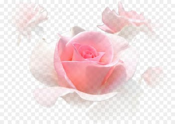 Pink Garden roses Centifolia roses White - White roses bloom pink 