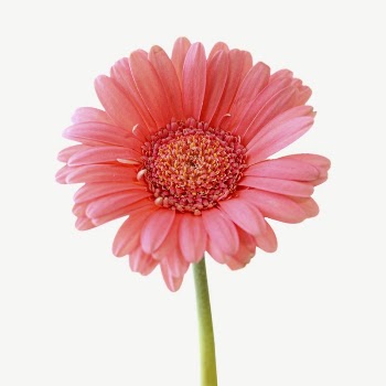 Pink gerbera  collage element | Free PSD - rawpixel