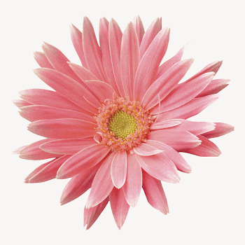 Pink gerbera collage element psd | Free PSD - rawpixel