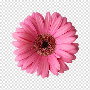 Pink Gerbera daisy art, Transvaal daisy Rose Flower Common daisy , Margaritas transparent background PNG clipart