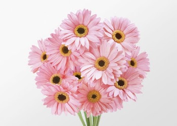 Pink gerbera daisy bouquet clipart | Free Photo - rawpixel