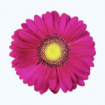 Pink gerbera daisy, flower clipart | Free Photo - rawpixel