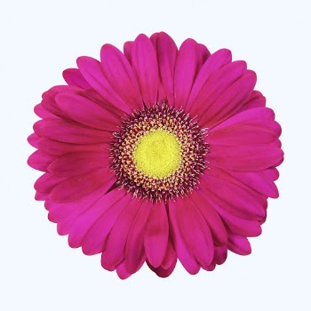 Pink gerbera daisy, flower collage | Free PSD - rawpixel