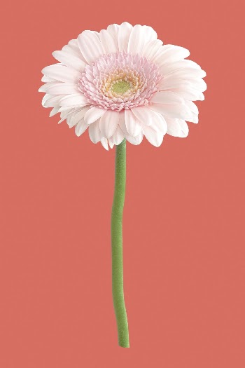 Pink gerbera daisy, flower collage | Free PSD - rawpixel