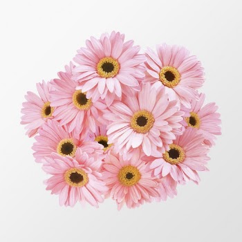 Pink gerbera daisy, flower collage | Free PSD - rawpixel