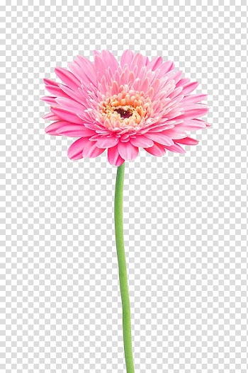 Pink gerbera daisy flower, Flower Gerbera jamesonii Common daisy, Pink gerbera transparent background PNG clipart