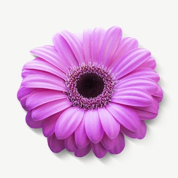Pink gerbera flower collage element | Free PSD - rawpixel