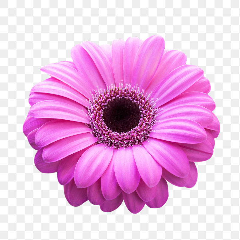 Pink gerbera flower png sticker, | Free PNG - rawpixel