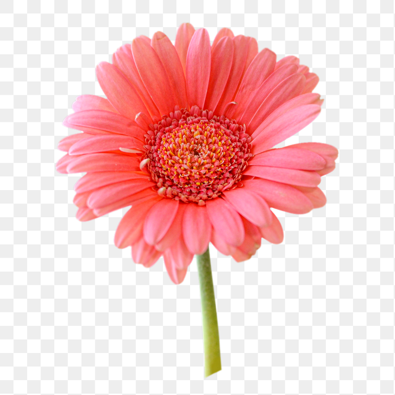 Pink Gerbera png flower sticker, | Free PNG - rawpixel