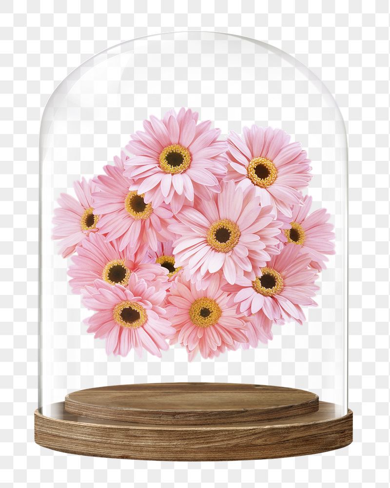 Pink gerbera png glass dome | Free PNG - rawpixel