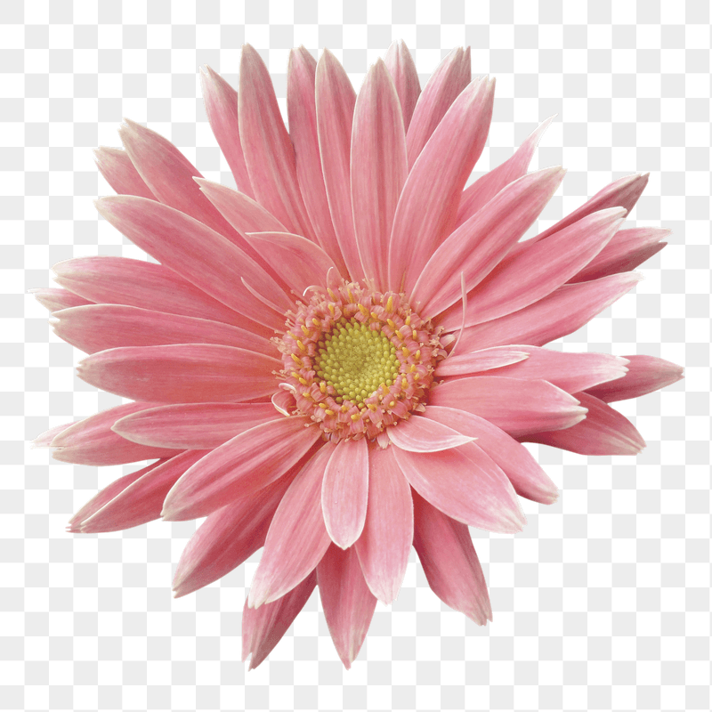 Pink gerbera png sticker, transparent | Free PNG - rawpixel