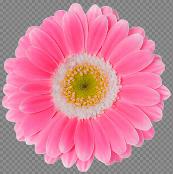Pink Gerbera Transparent Image