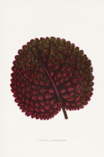 Pink Gesneria Exoniensis leaf illustration | Free Photo Illustration - rawpixel