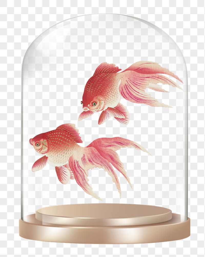 Pink goldfish png glass dome | Free PNG - rawpixel