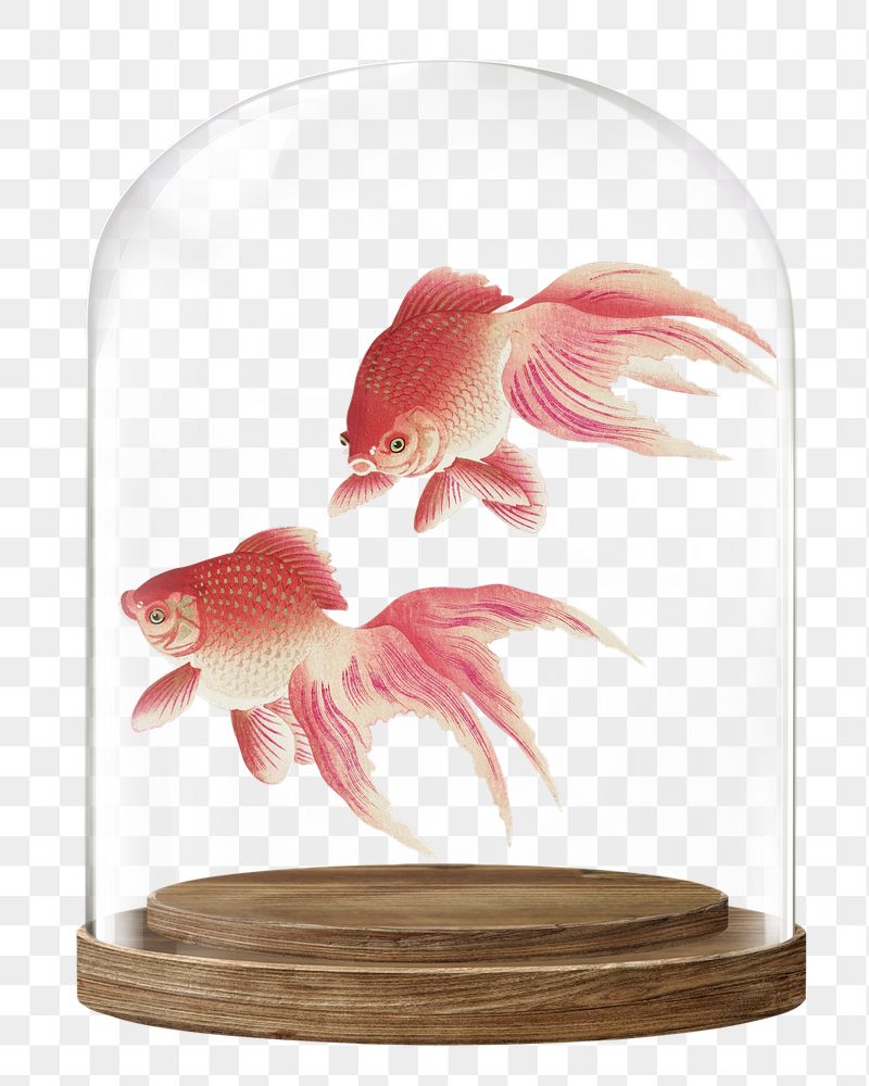 Pink goldfish png glass dome | Free PNG - rawpixel