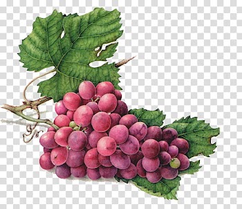 Pink grape fruits illustration transparent background PNG clipart