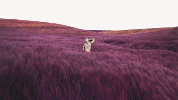 Pink grass field computer wallpaper, | Free PSD - rawpixel