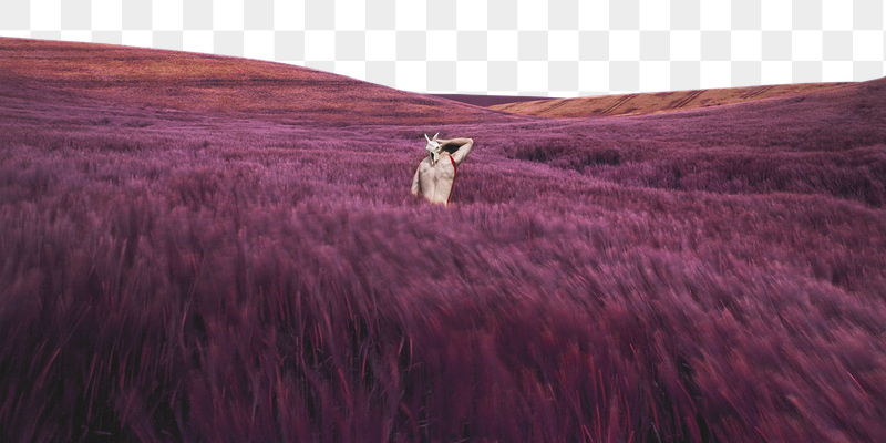 Pink grass png field border, | Free PNG - rawpixel