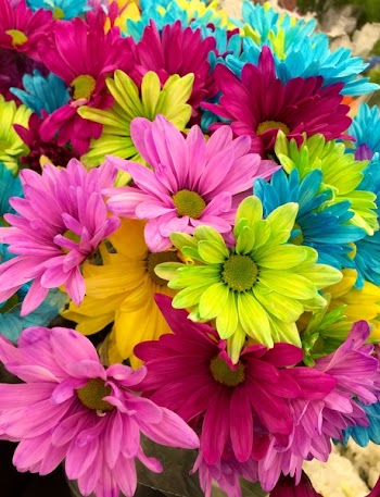 Pink Green Blue Multi Petaled Flowers