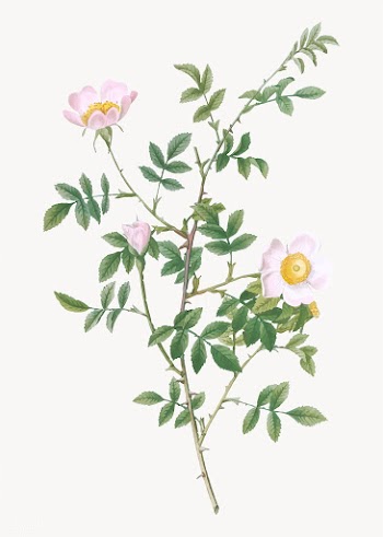 Pink hedge rose in bloom | Free stock vector - 574086