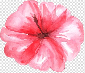 Pink hibiscus flower illustration, Watercolor painting , Fresh watercolor hot plant flowers transparent background PNG clipart