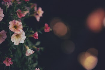 Pink Hibiscus Flowers