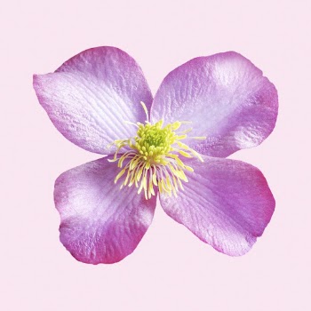 Pink Himalayan clematis, flower clipart | Free PSD - rawpixel