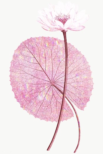 Pink holographic Egyptian lotus design element | Free  transparent png - 2355950