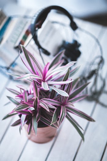 Pink houseplant for decoration