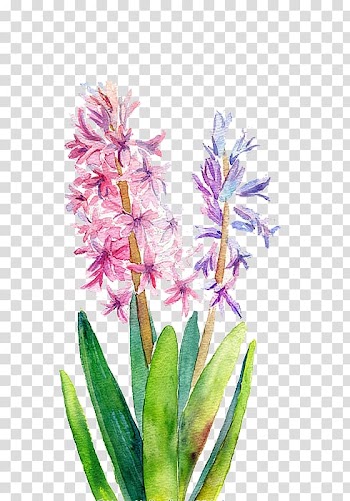 Pink hyacinth flower illustration, Watercolor: Flowers Watercolor painting, Watercolor flowers transparent background PNG clipart