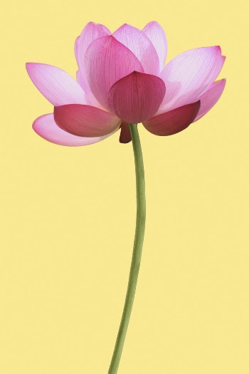 Pink Indian lotus, flower clipart | Free Photo - rawpixel