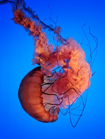Pink Jelly Fish
