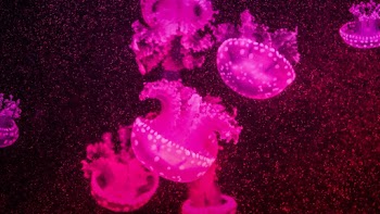Pink Jellyfish