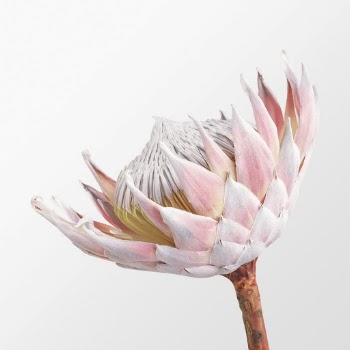 Pink king protea, flower clipart | Free Photo - rawpixel
