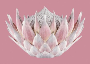 Pink king protea, flower clipart | Free Photo - rawpixel