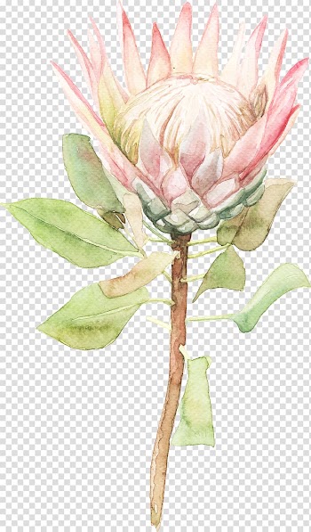 Pink King protea illustration, Watercolor painting Flower, Sen Department of sunflower watercolor flowers transparent background PNG clipart