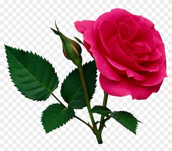 Pink Large Rose And Rose Bud Png Clipart - Rose Png File