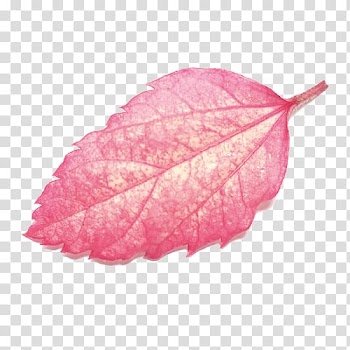 Pink leaf, Leaf, Beautiful autumn leaves transparent background PNG clipart