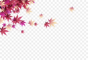 pink leaf plant sky petal