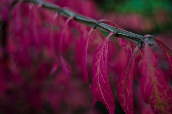 pink leaf plants