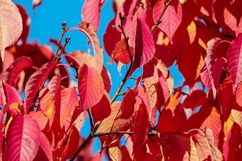 Pink Leafed Tree