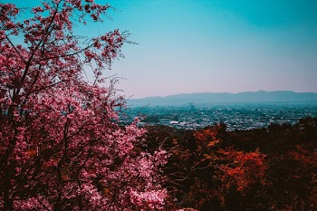 Pink Leafed Tree in Forest Near City Under Clear Day Sky