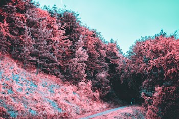 Pink Leafed Trees