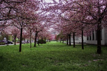 Pink Leafed Trees on Green Grass Field