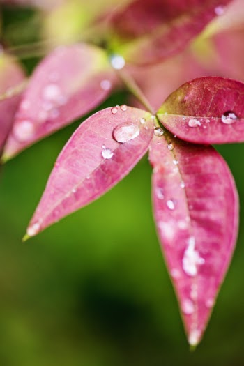 Pink Leaves With Water Dews